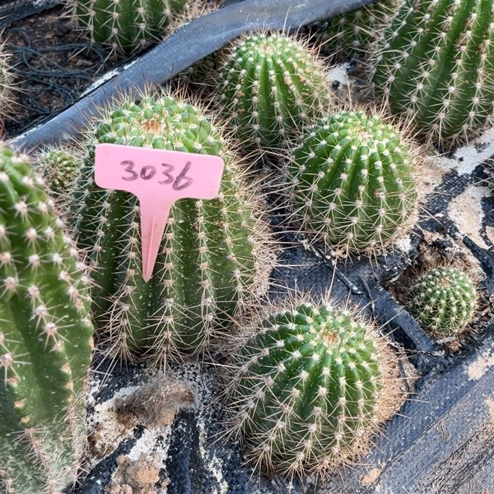 米****牛牛微瑕3036号毛花柱