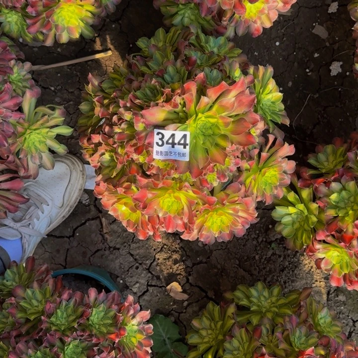 少华花27-22包邮花花