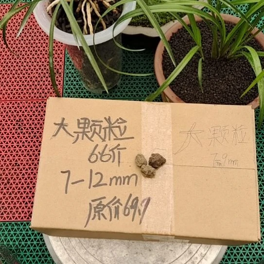 北***山兰菌黑山土大颗粒6.6斤