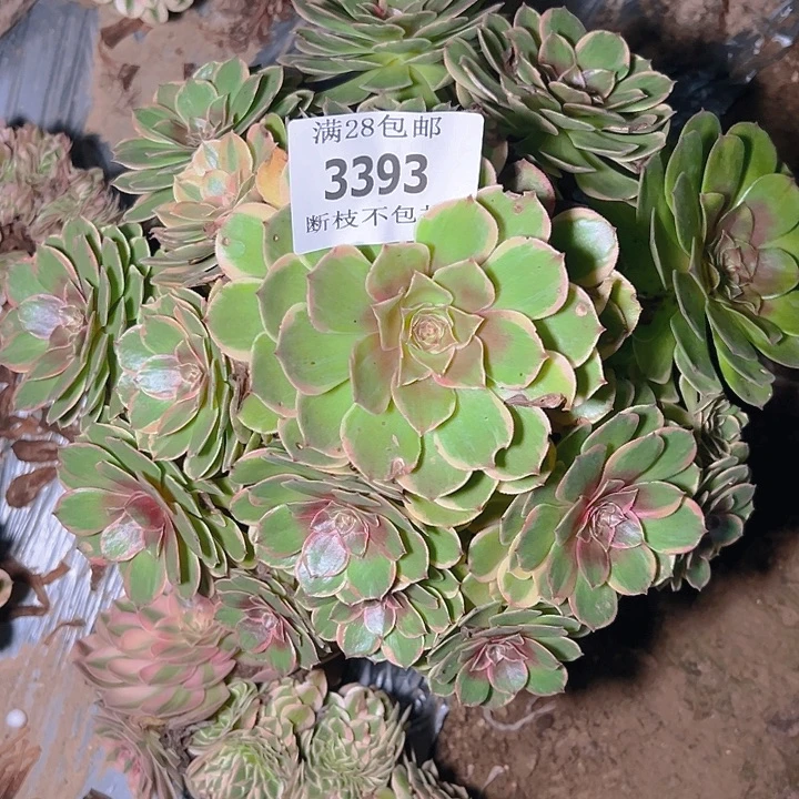 3393粉花妖多肉植物