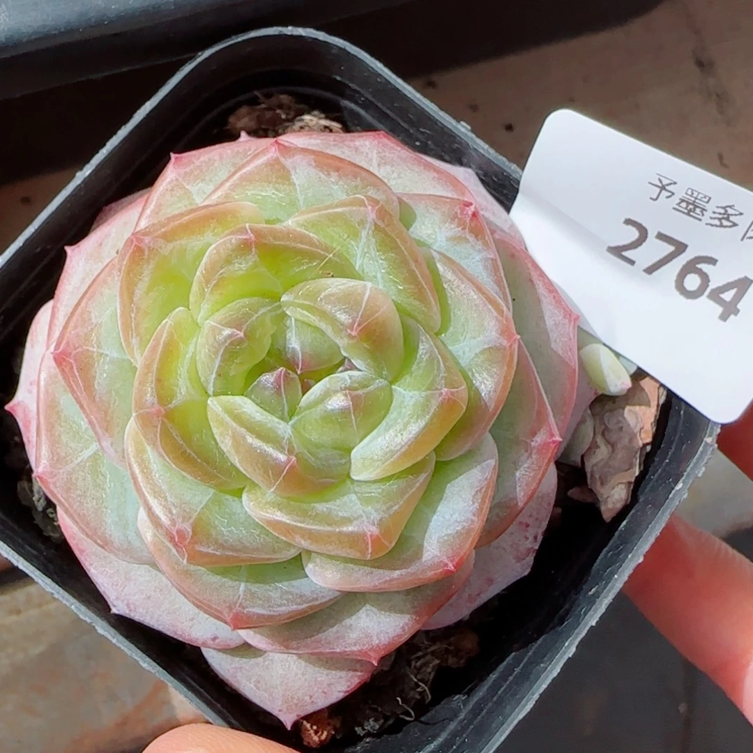 微光，2764多肉植物