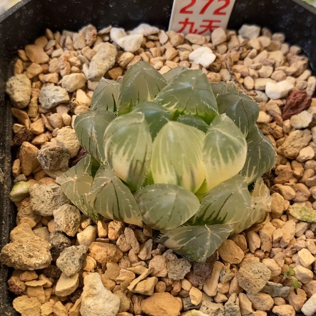 272号巨大赤线玉露锦带盆