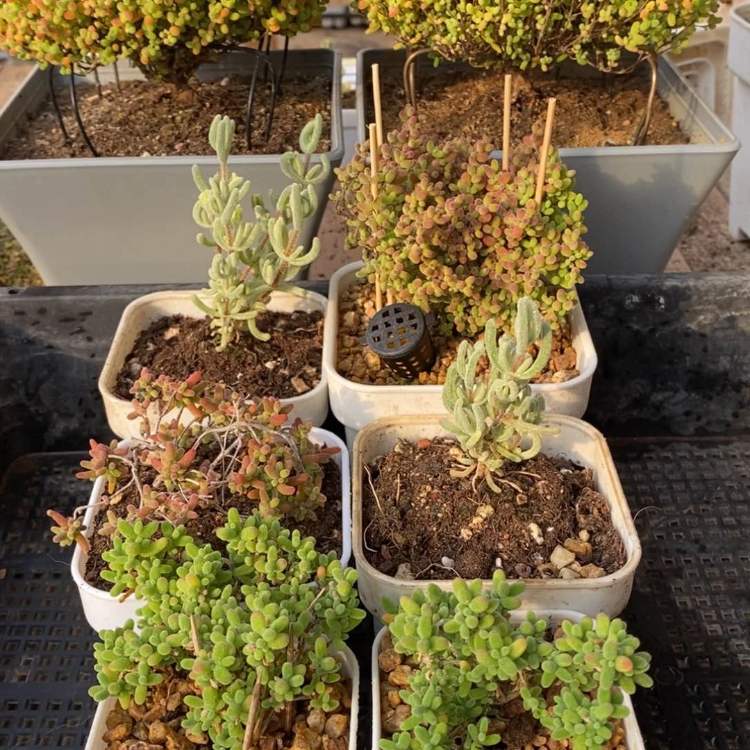 枝干番杏多肉植物124