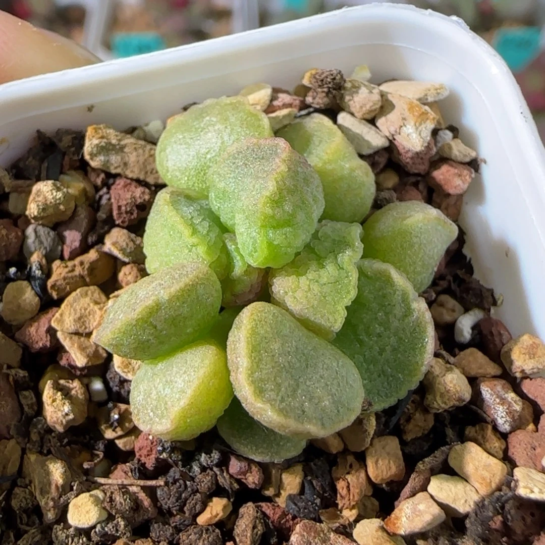 夕颜叶插，四方盆发