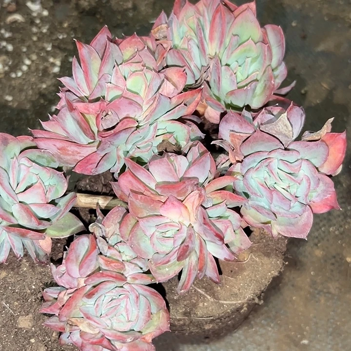 绮罗仙子朵朵缀。