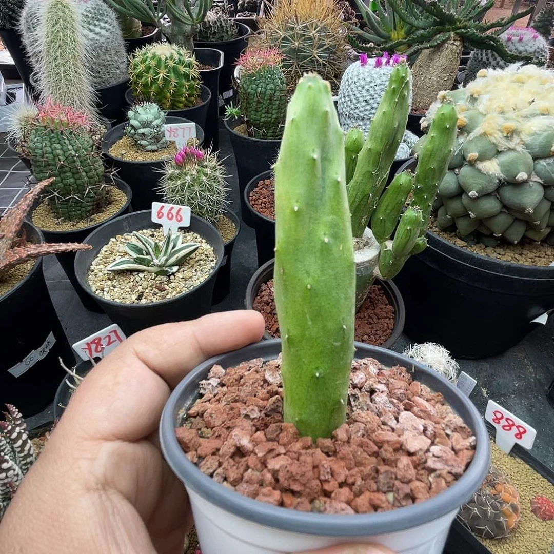 夏丸菊 致远多肉 脱土发货