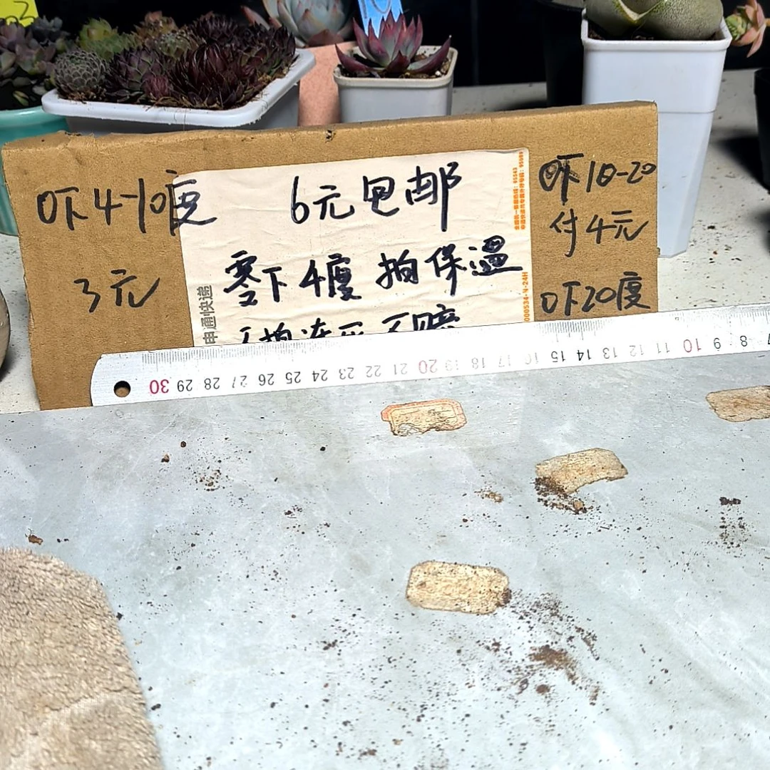 满6元包邮，#大棵黄花照波