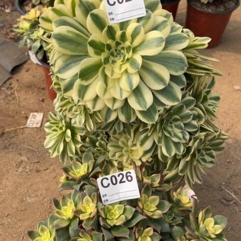 多肉植物迈巴贺艳日辉