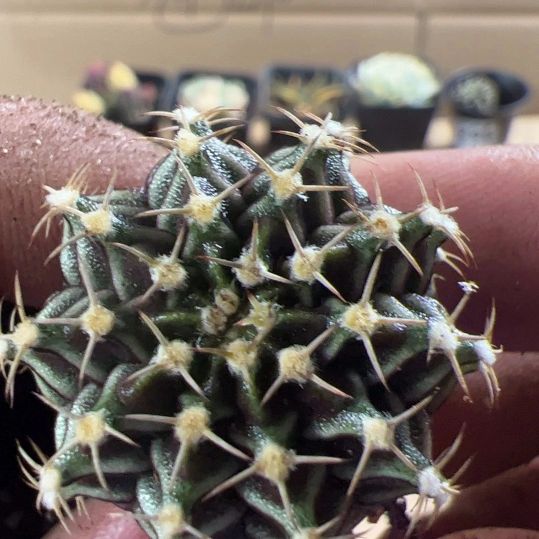 当前无花栽培后可以开花294