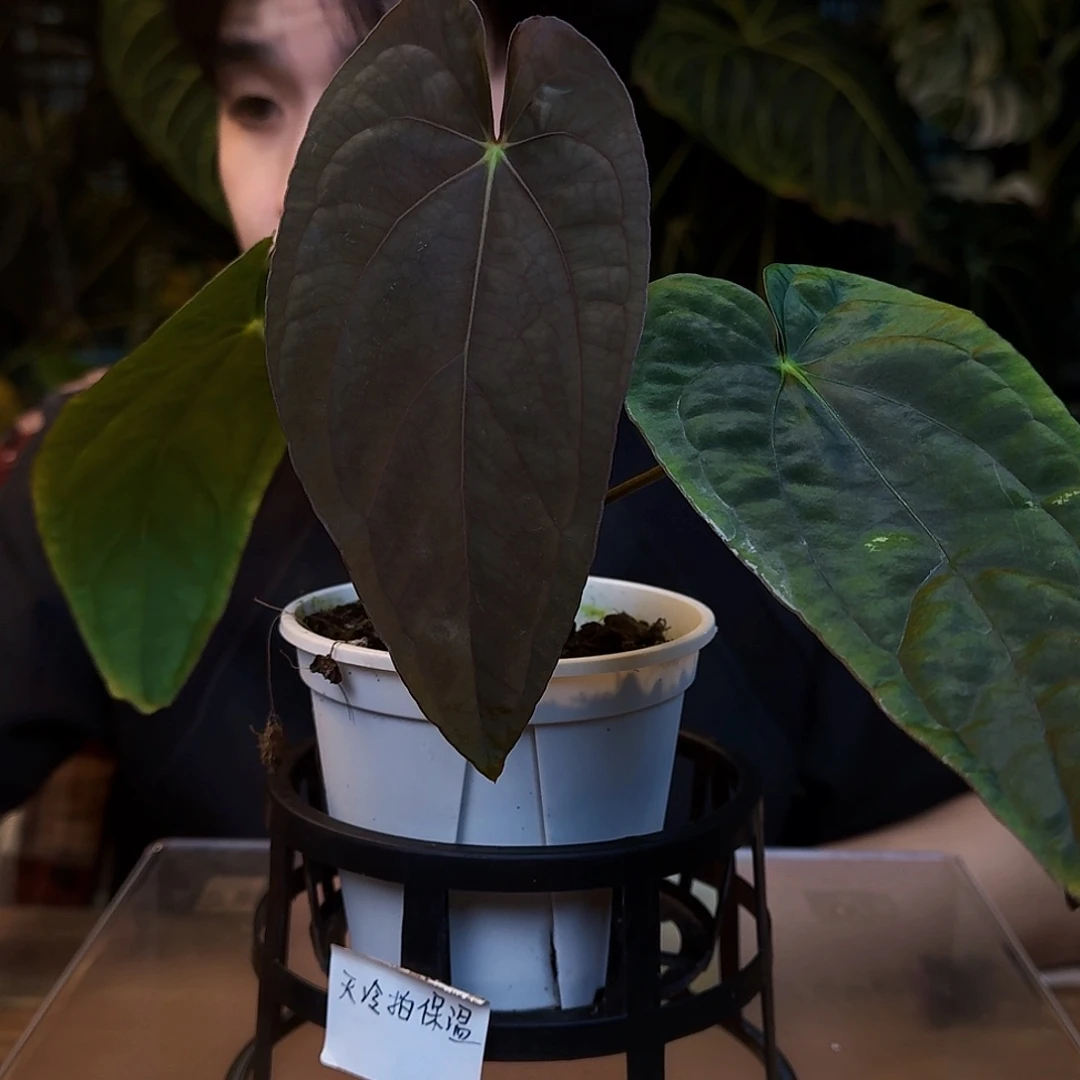 完全开放V10东部戴斯杂papigy