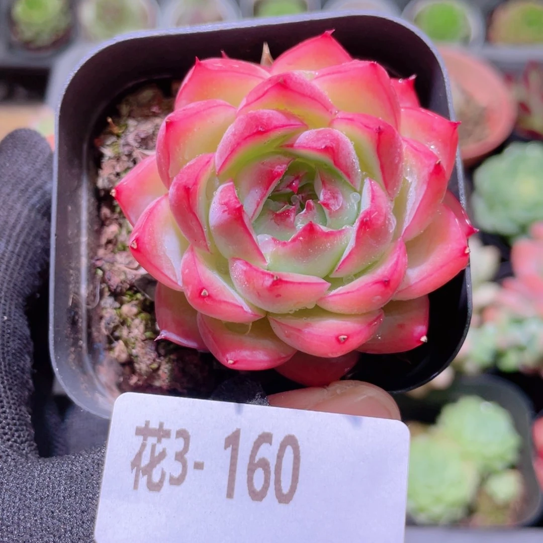 花利美3-160粉水晶