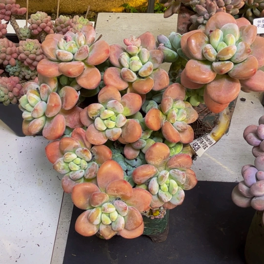 樱花洛神828/20cm多肉