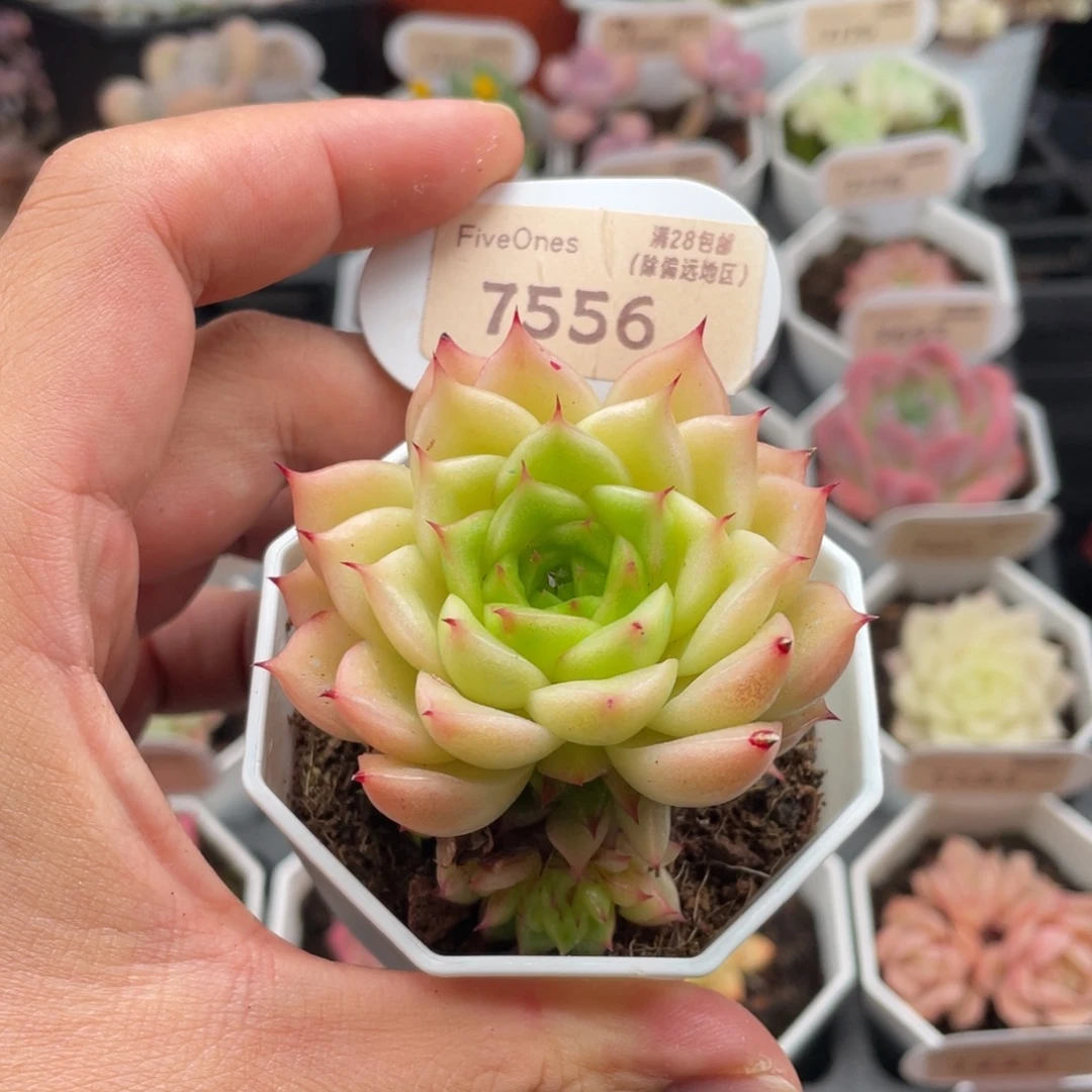 星月泡泡7556-5.5厘米