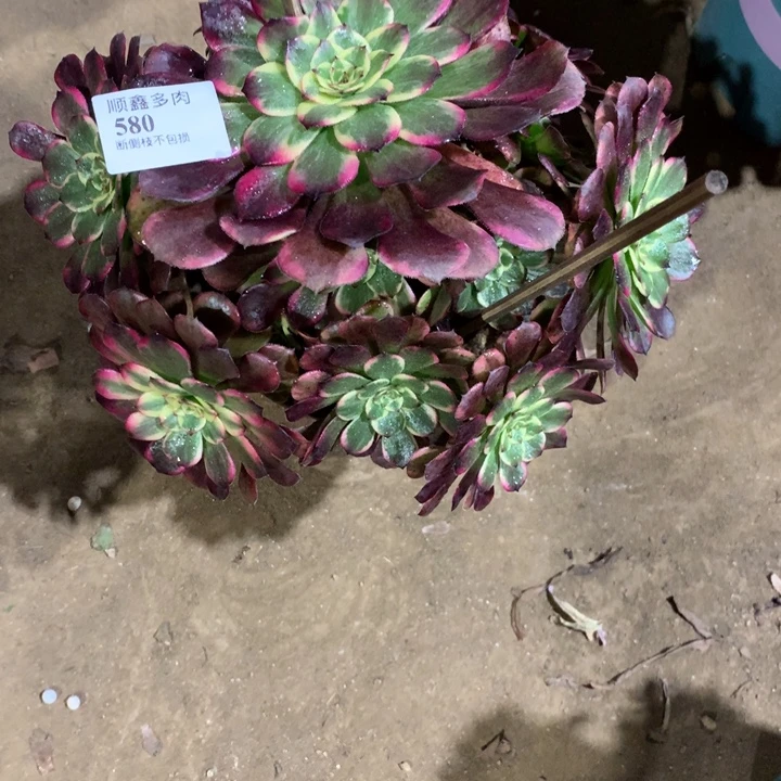 580红金刚多肉植物特价