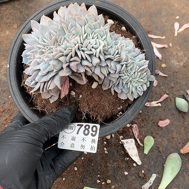 白茶缀化 默认瑕疵 非偏远38包邮 节后发