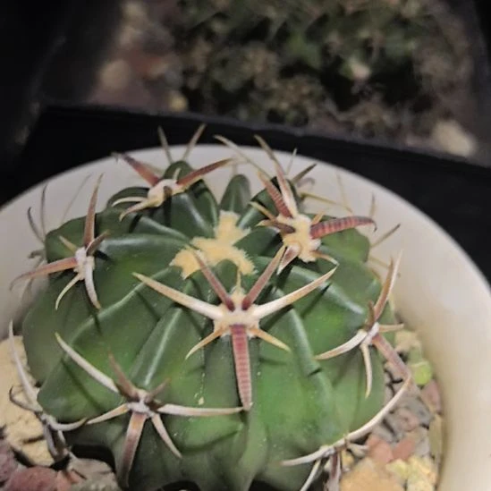 实生日出直径5.5。。。。