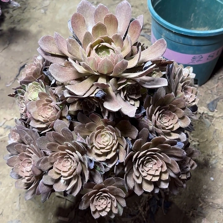 多肉植物法师万灰15