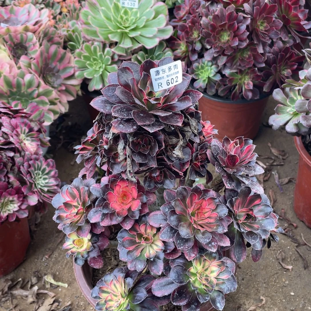 602户蝴蝶多肉法师断枝不包