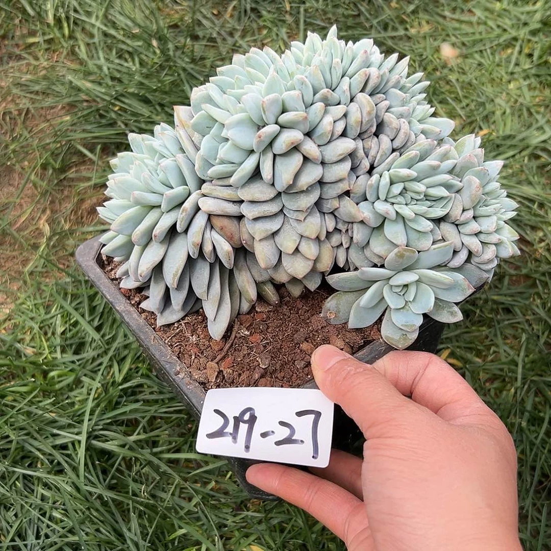 219-27橙子缀叶插多肉