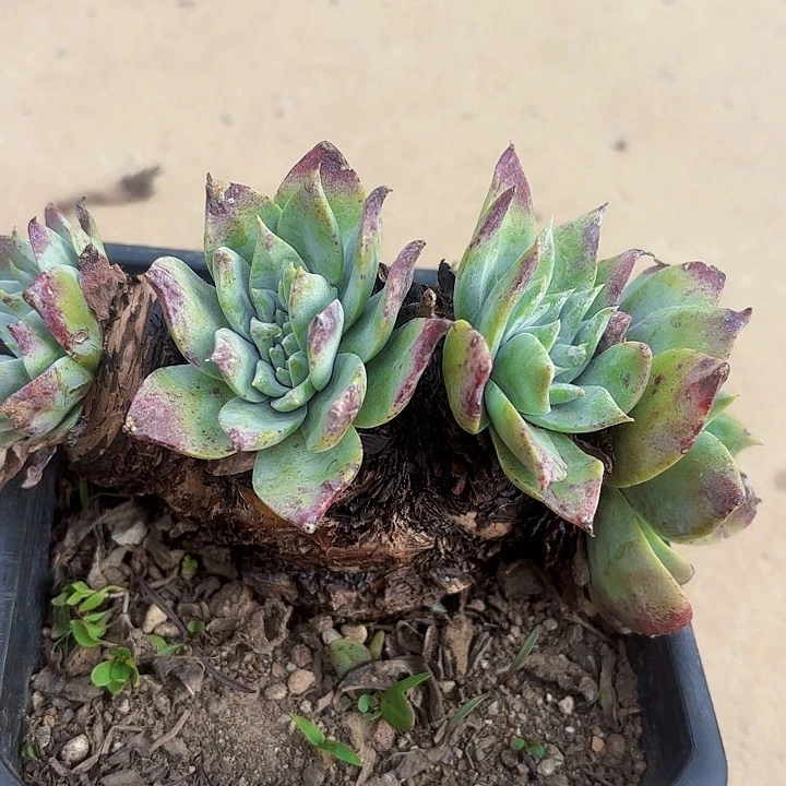 蔡*仙女杯多肉植物