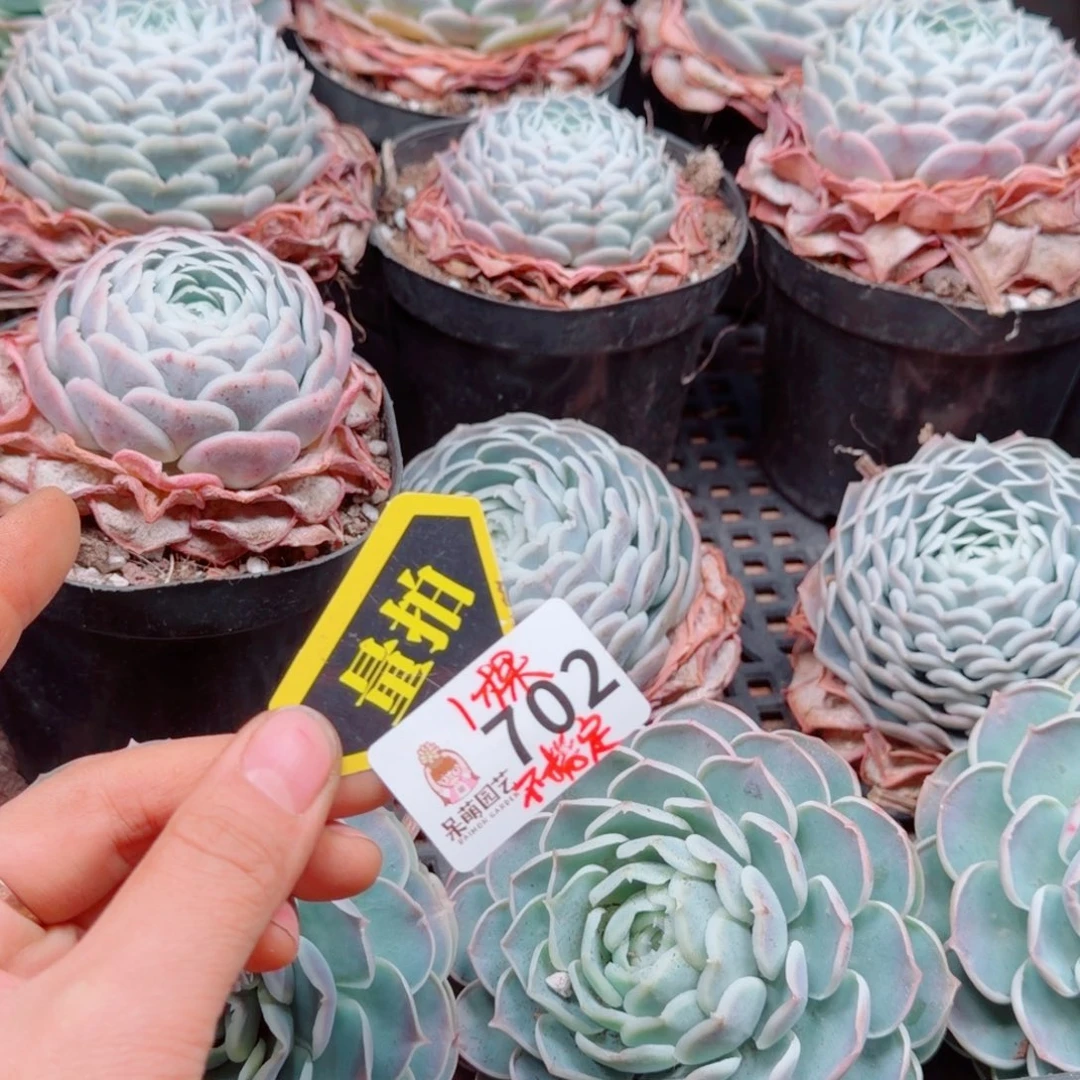 多肉植物多肉植物