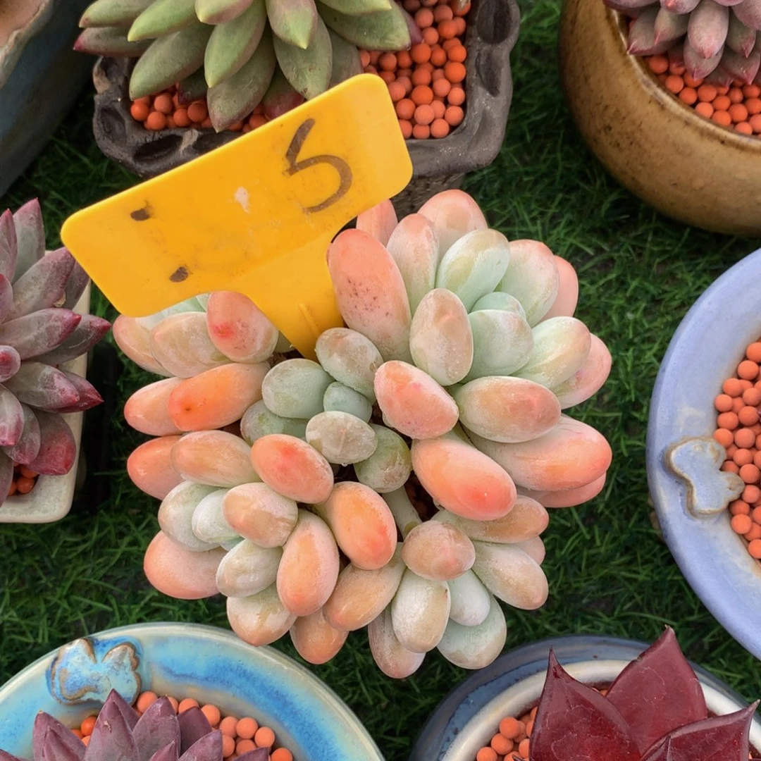 水***多肉植物636374737474