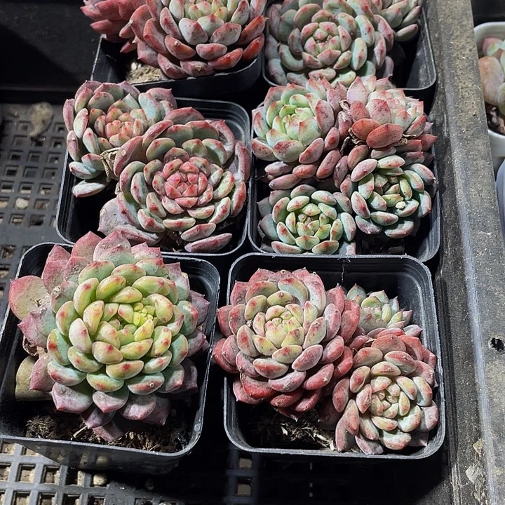 金丝雀带盆土发货