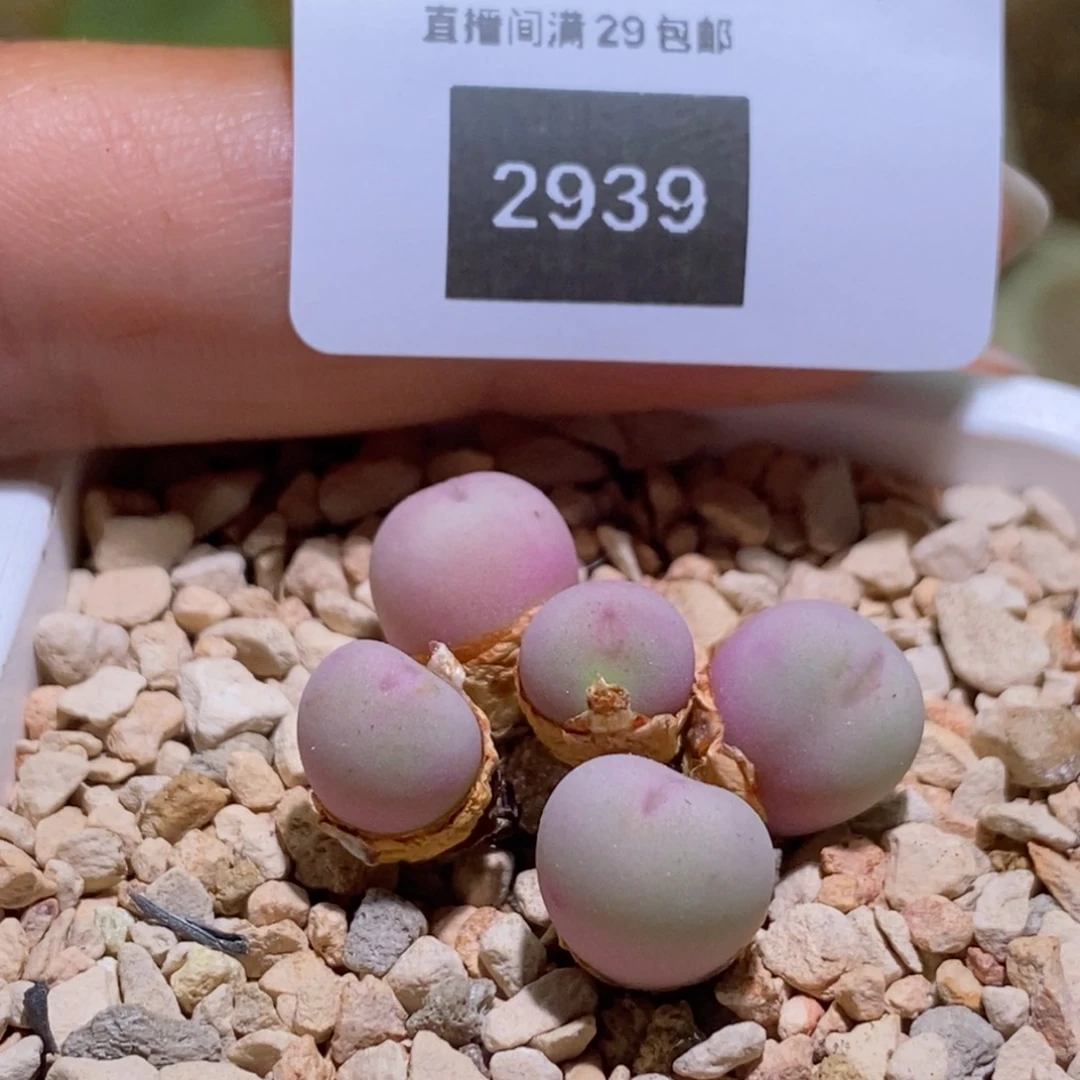 ?****好看好看5-2939