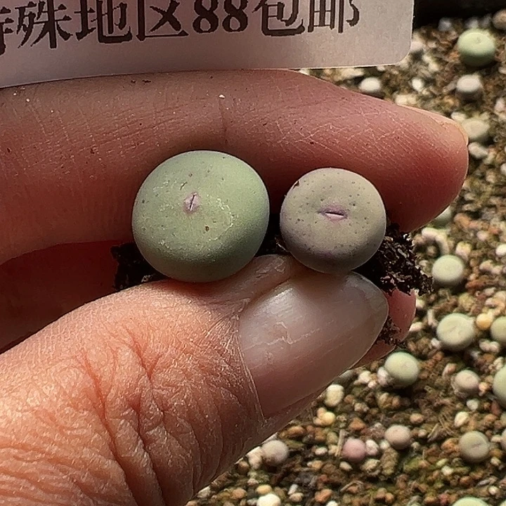 A***达203号小红嘴2个zyyyxyxywoz