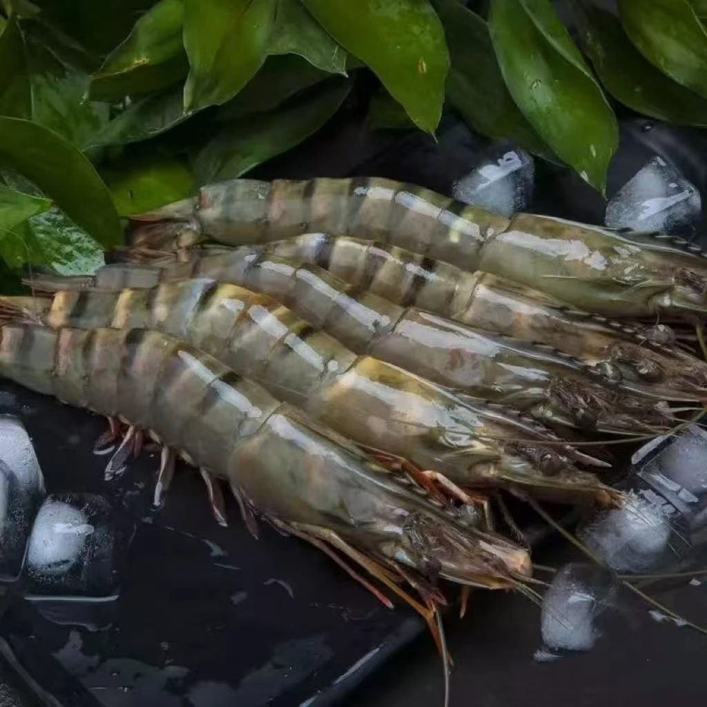 海捕大黑虎虾一斤15只左右 到手三斤 45只左右活虾速冻1500g大虾