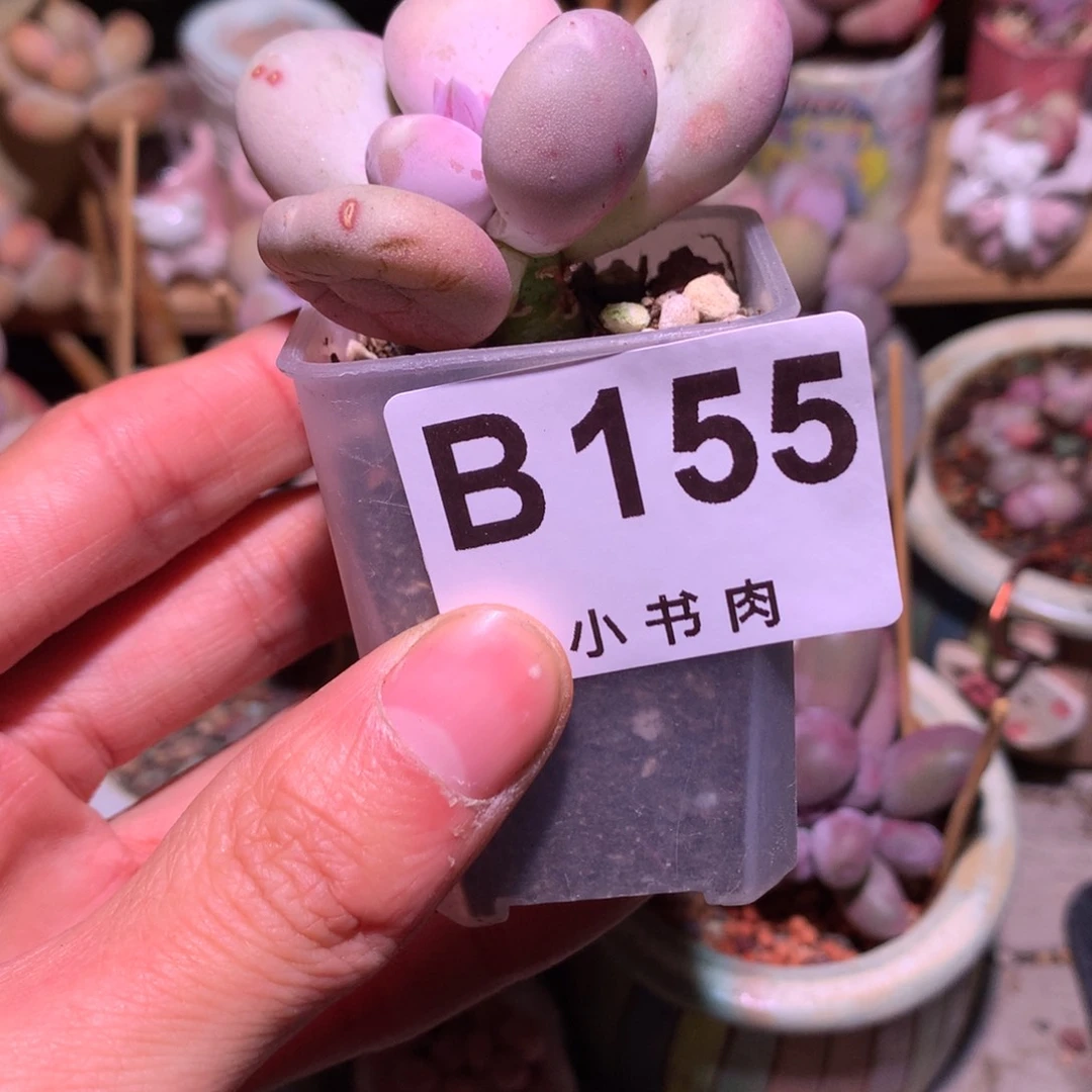 小屁桃奶酪多肉155