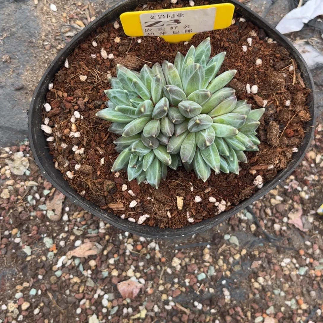 嘎*多肉植物111青花瓷11111