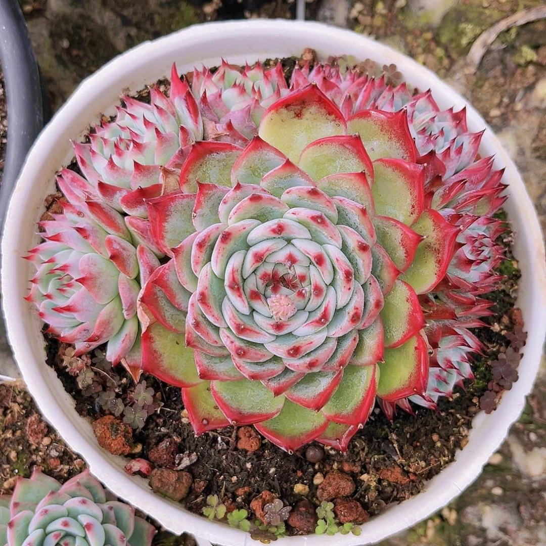 惊鸿娃娃15公分9998888