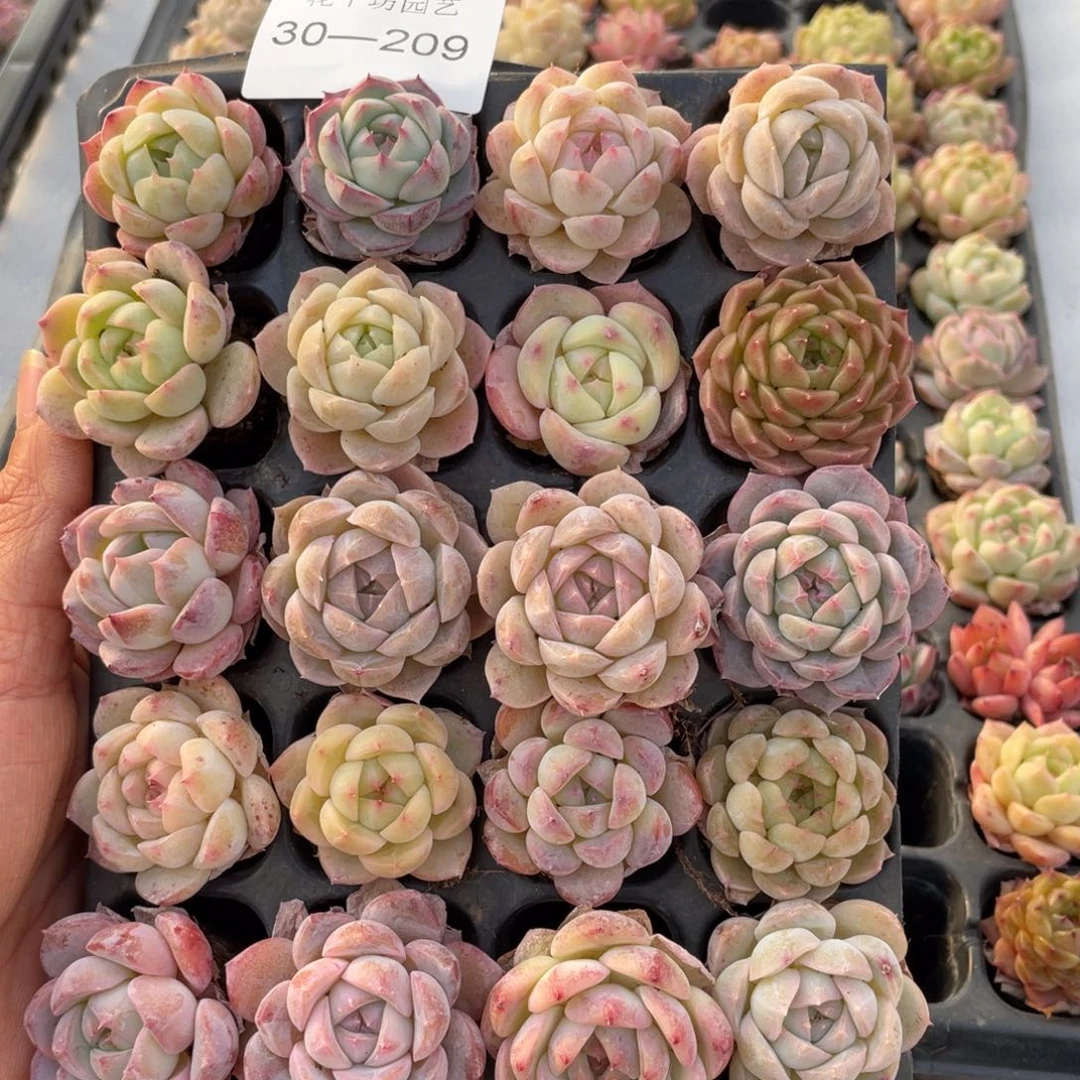 一物一拍20颗小苗30-209