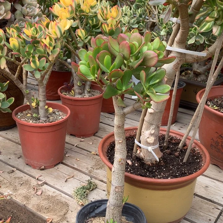 祝*H13红叶脱土发货