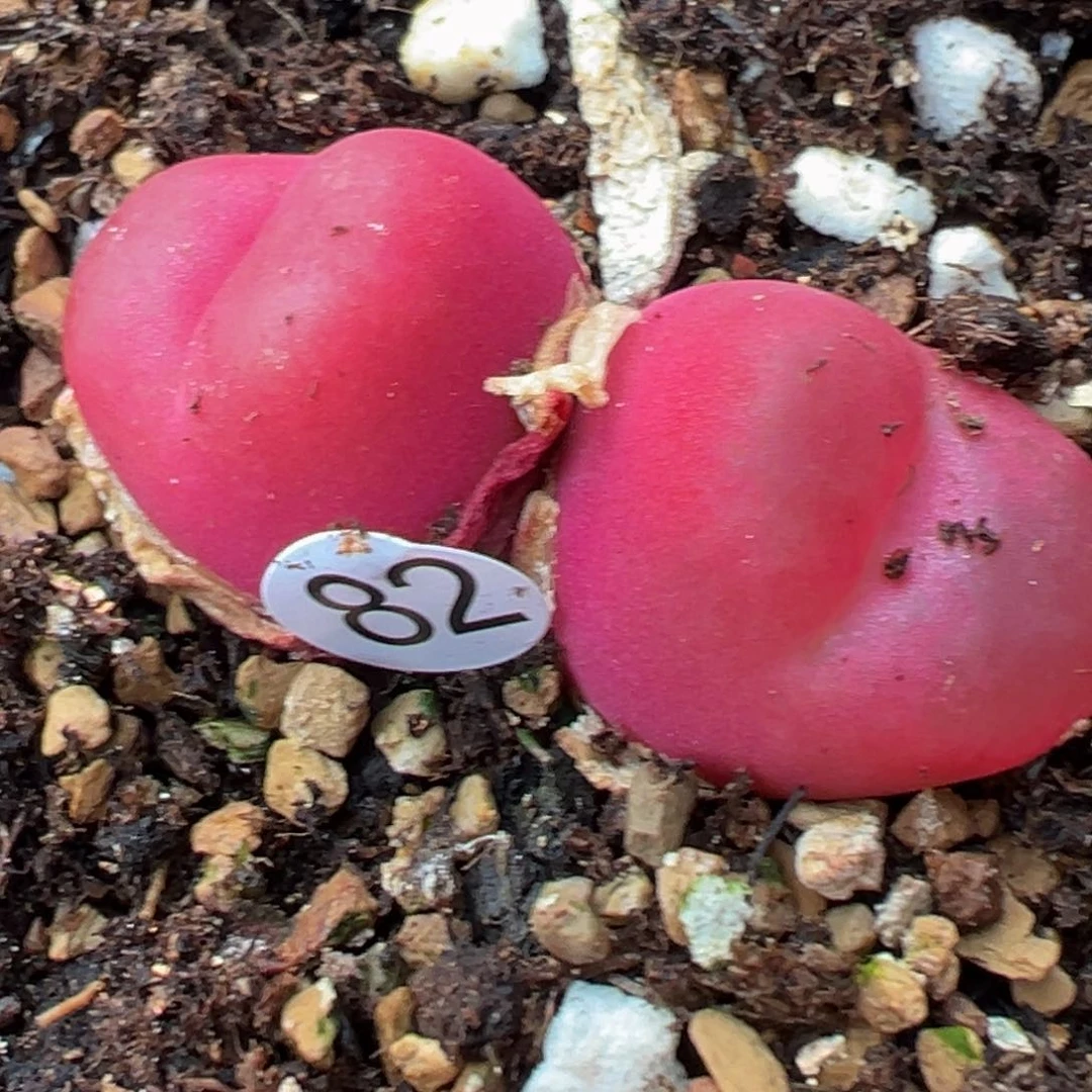 多肉植物111111111111111111