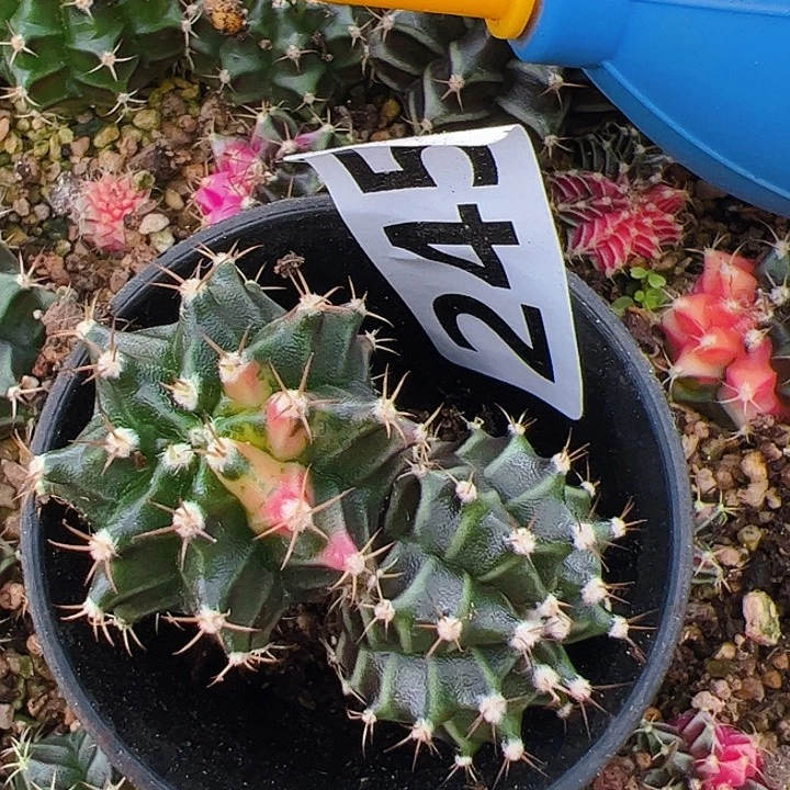 当前无花栽培后可以开花245