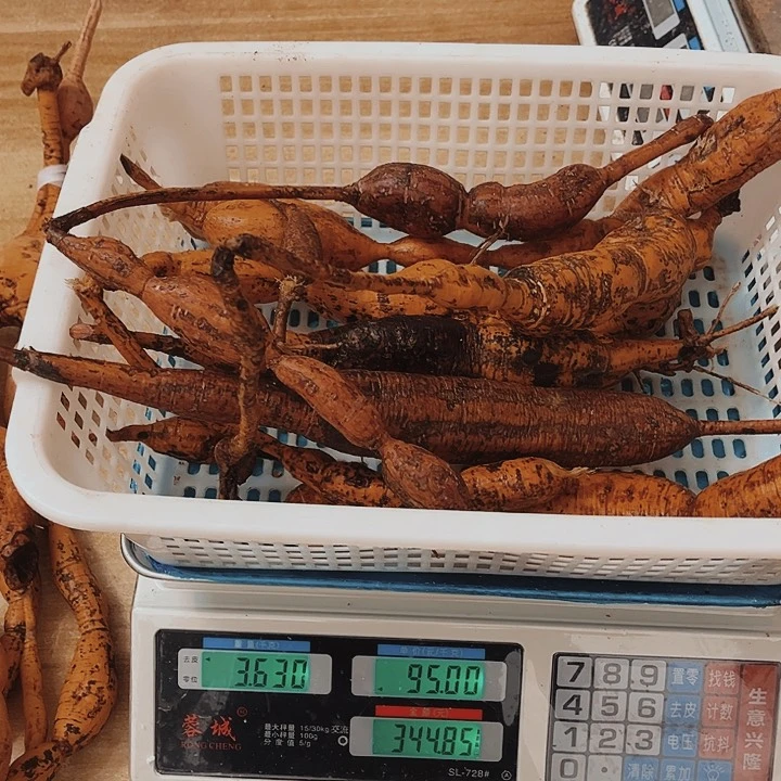 中国大陆勇***牛大力