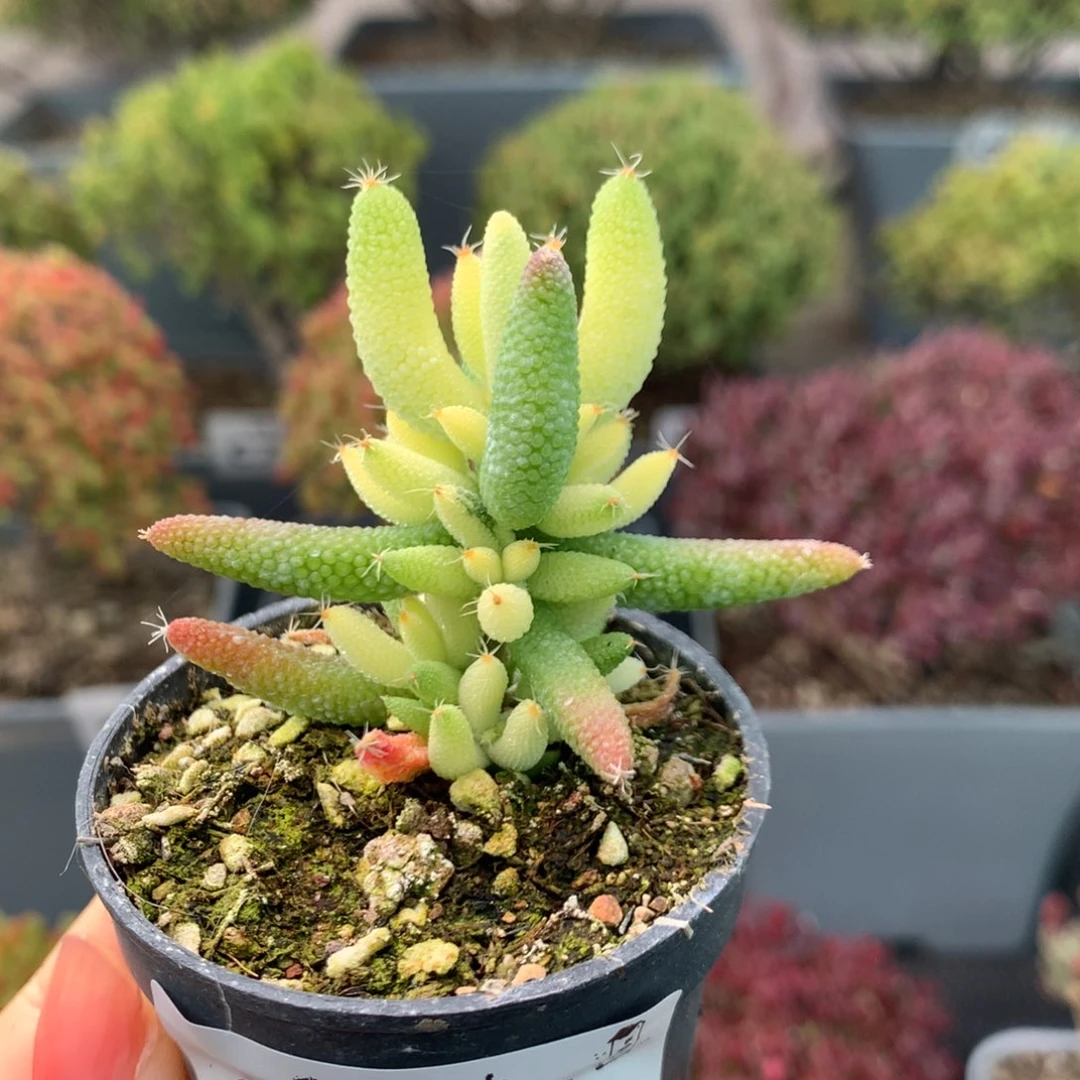 794玉米拉丝锦
