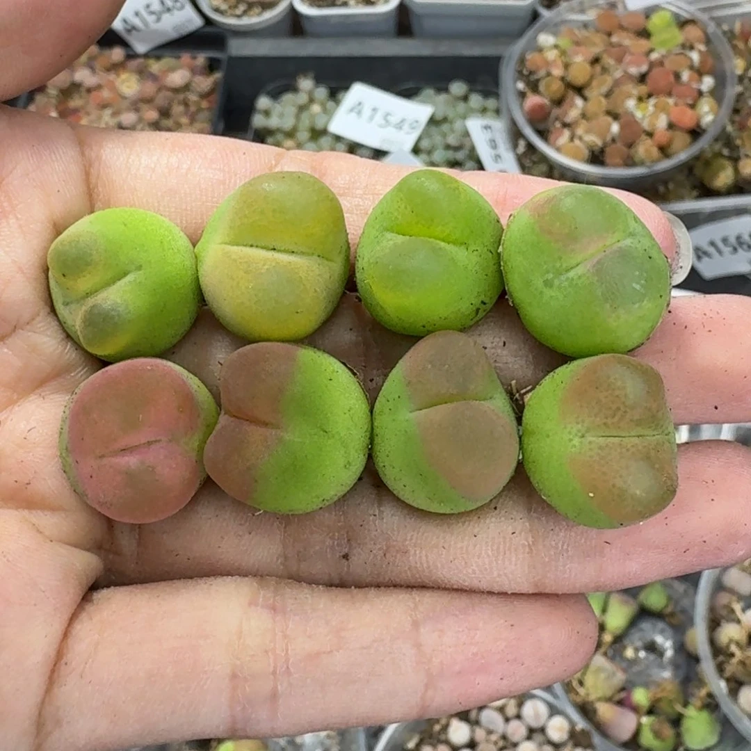 1600 生石花和肉锥