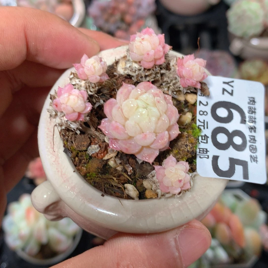 5CM拇指盆精控多肉YZ685