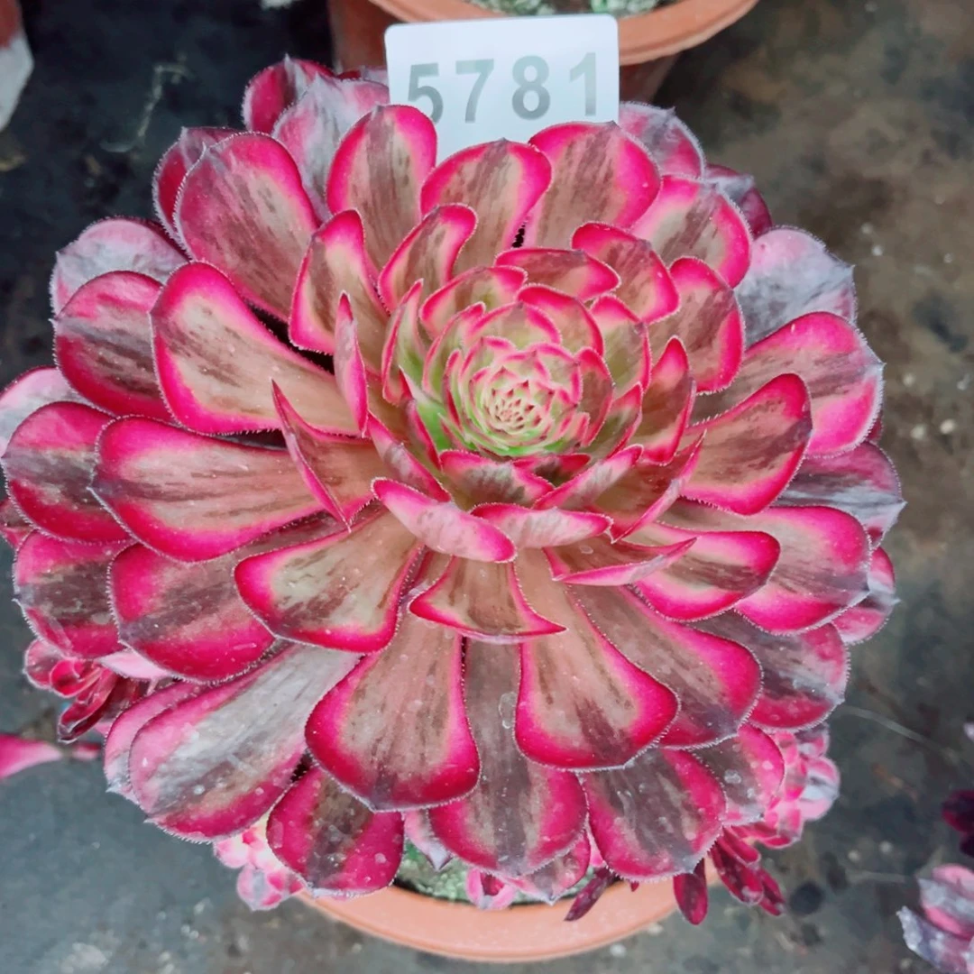 白月光多肉发货发货