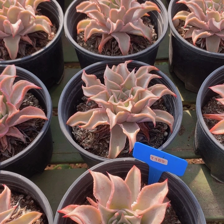 t189饺子皮单头12cm