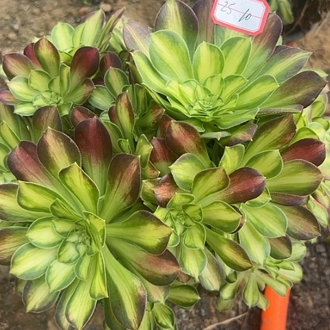 多肉韶华25不包断枝