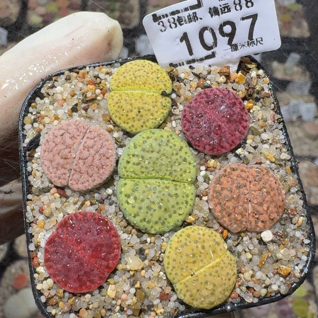 zzzzz生石花肉锥1097