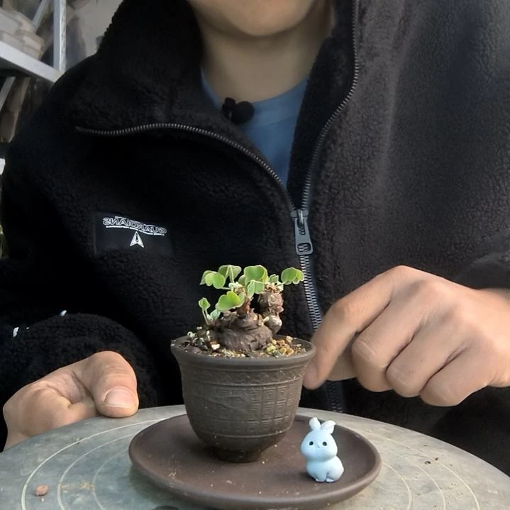 0*0小盆景小植物一物一拍159