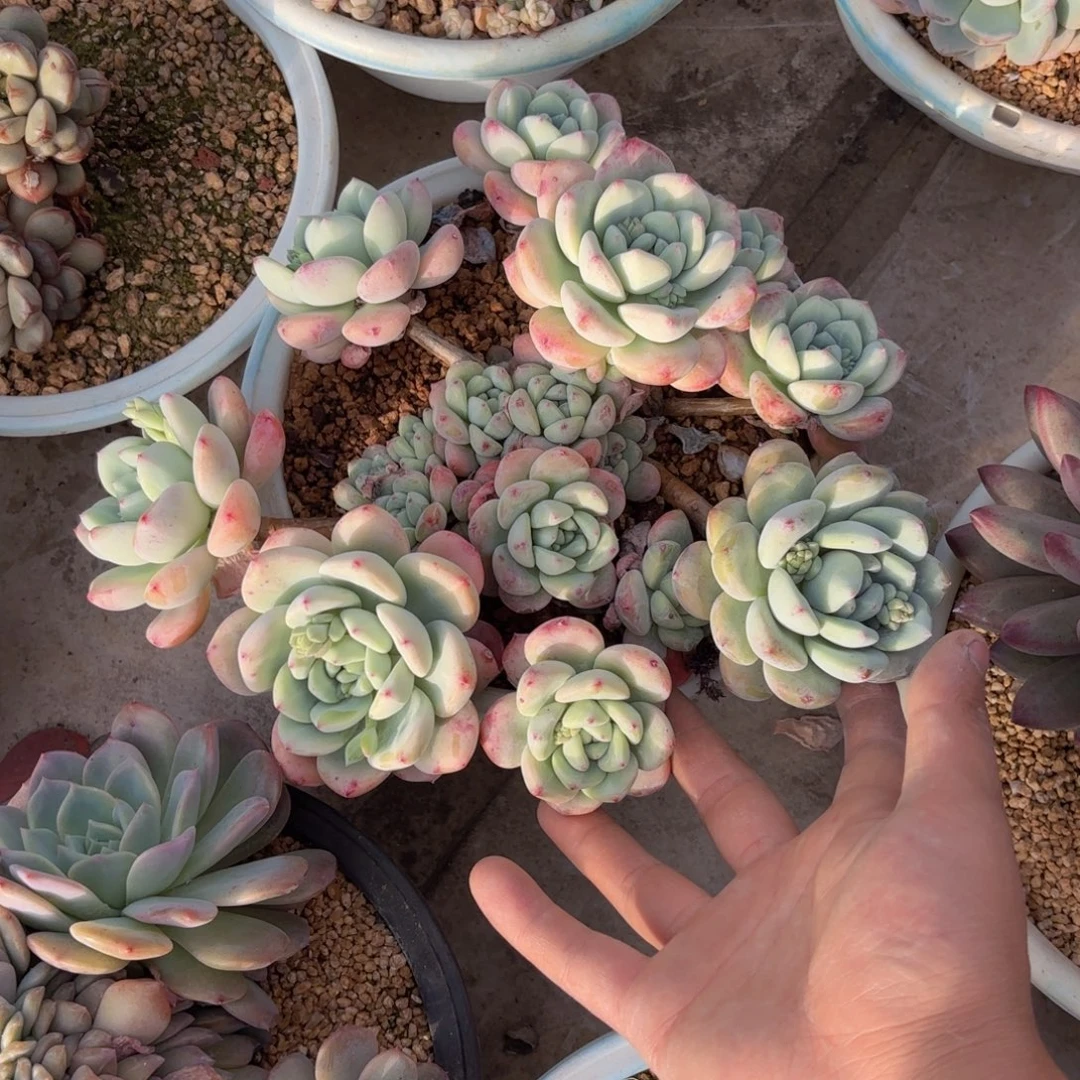 一物一拍，望舒群生