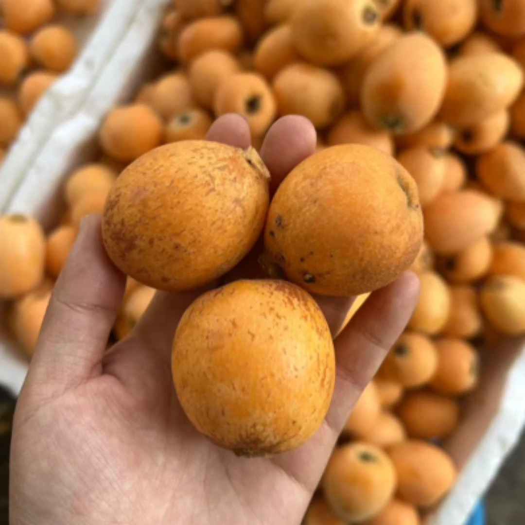 【顺丰包邮】四川攀枝花早春甜枇杷野生枇杷丑枇杷