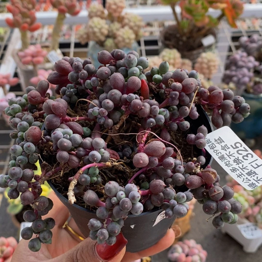 葡萄325/10cm的肉散