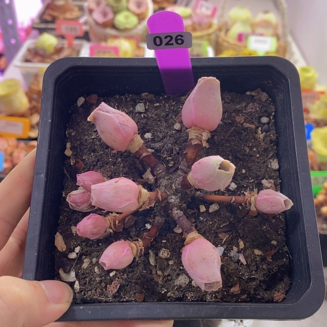 山地玫瑰一物一拍轻甜026